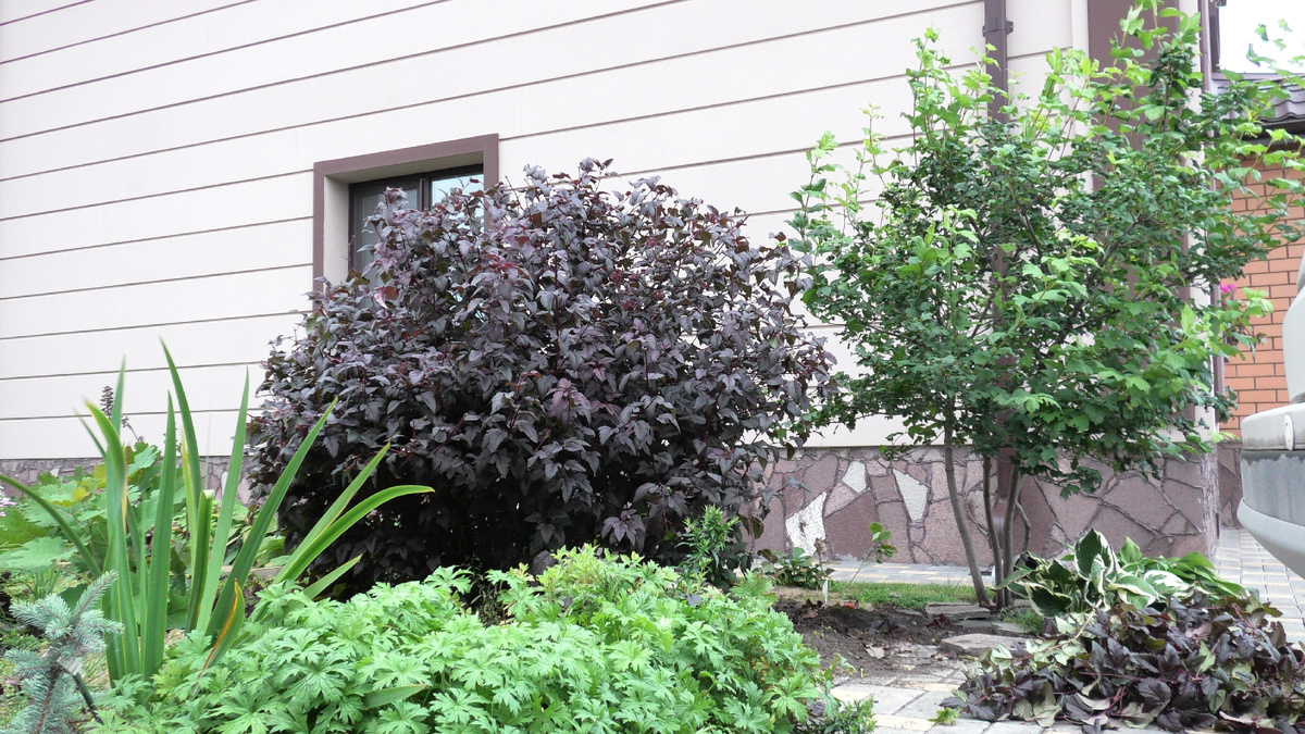 Пузыреплодник калинолистный