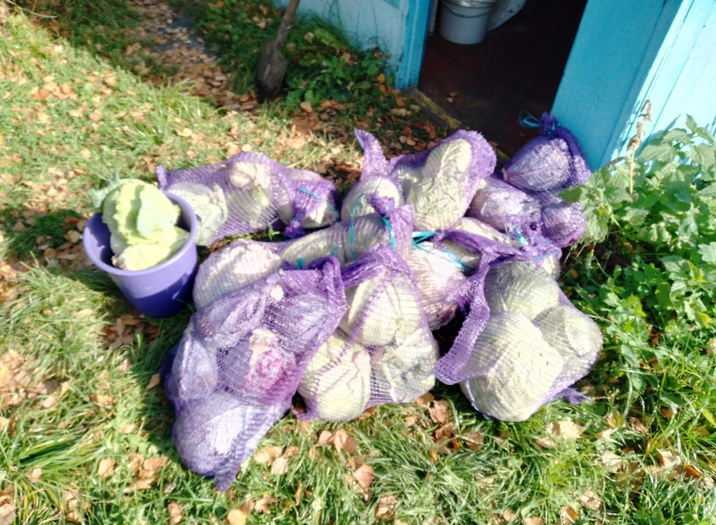 Капуста, правда уже в сетках для транспортировки.