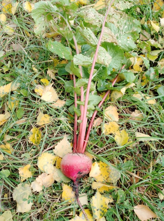 Китайская красная редька "Барыня", вкусная и красивая. 