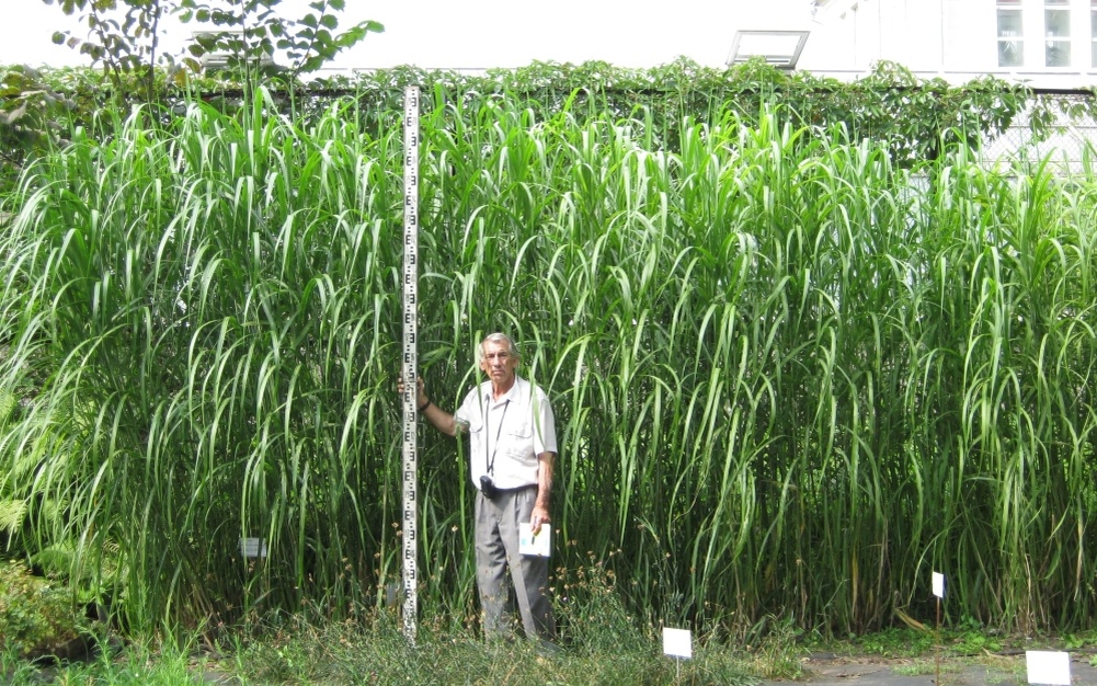 Изображение взято с сайта https://cveti-rasteniya.ru/wp-content/uploads/2017/12/12-17.jpg