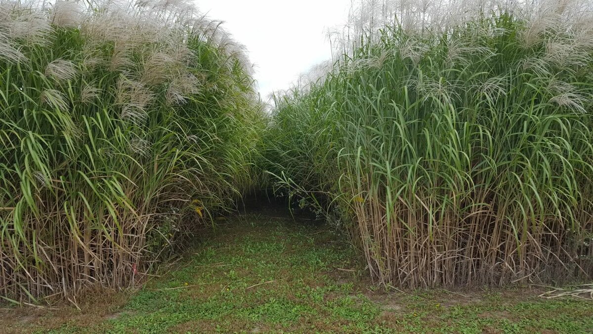 Изображение взято с сайта https://avatars.mds.yandex.net/i?id=ec7ec2fb51fd2ffcf20266626063aa82_l-8484366-images-thumbs&n=13