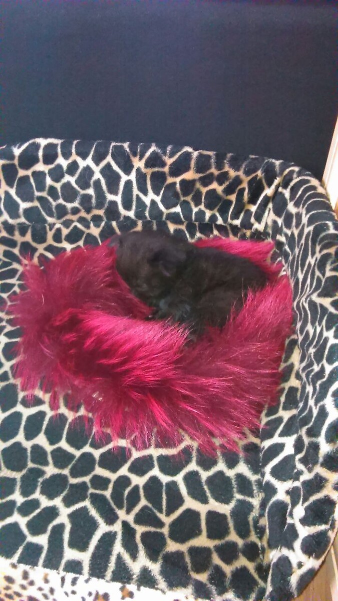 28 марта 2017 года — только принесли домой этот маленький живой комочек.