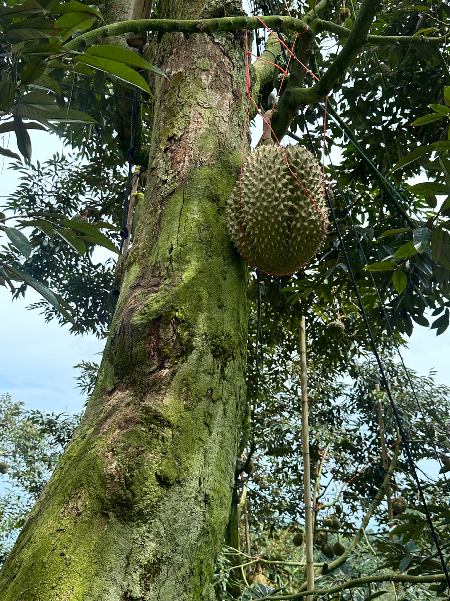 Дуриан на деревьях.