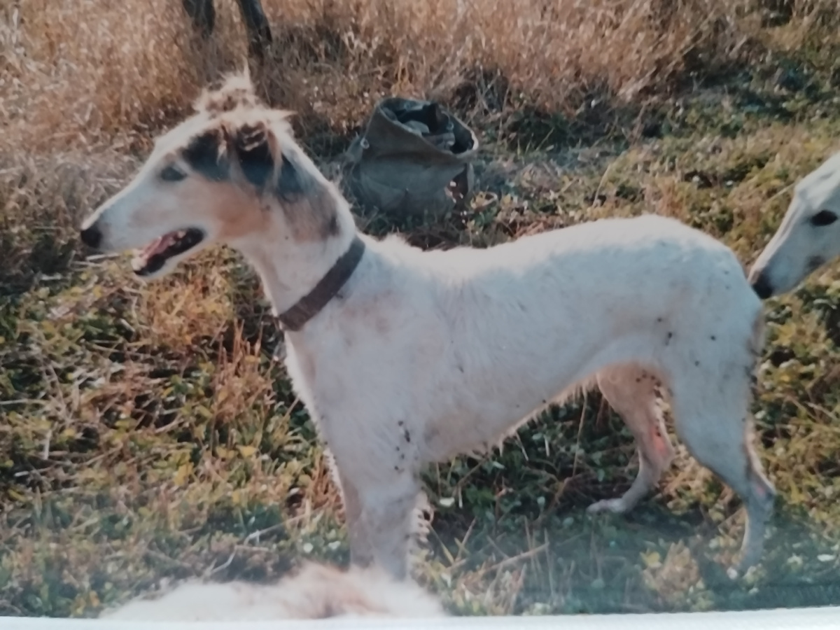 Вьюга на испытаниях. Лысая после щенков, но в отличной форме.