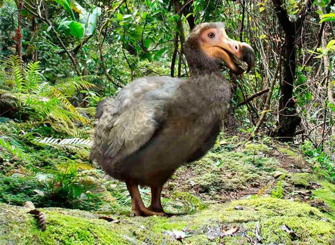 Дронт. Источник изображения: сайт yandex.by/images