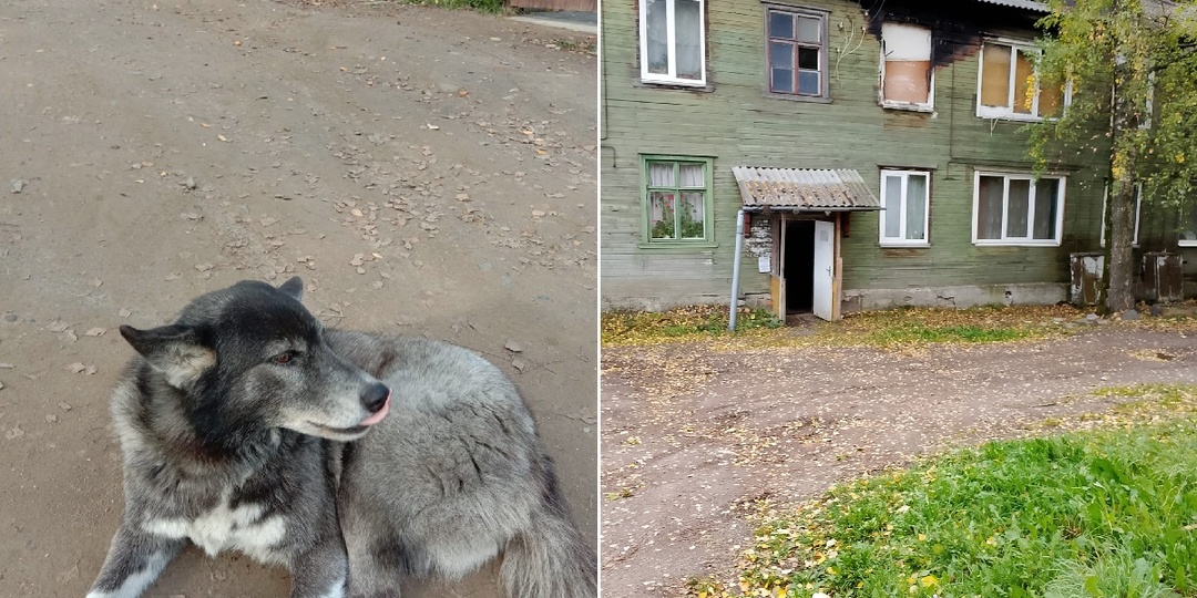 Петрозаводчане переживают за местную Хатико