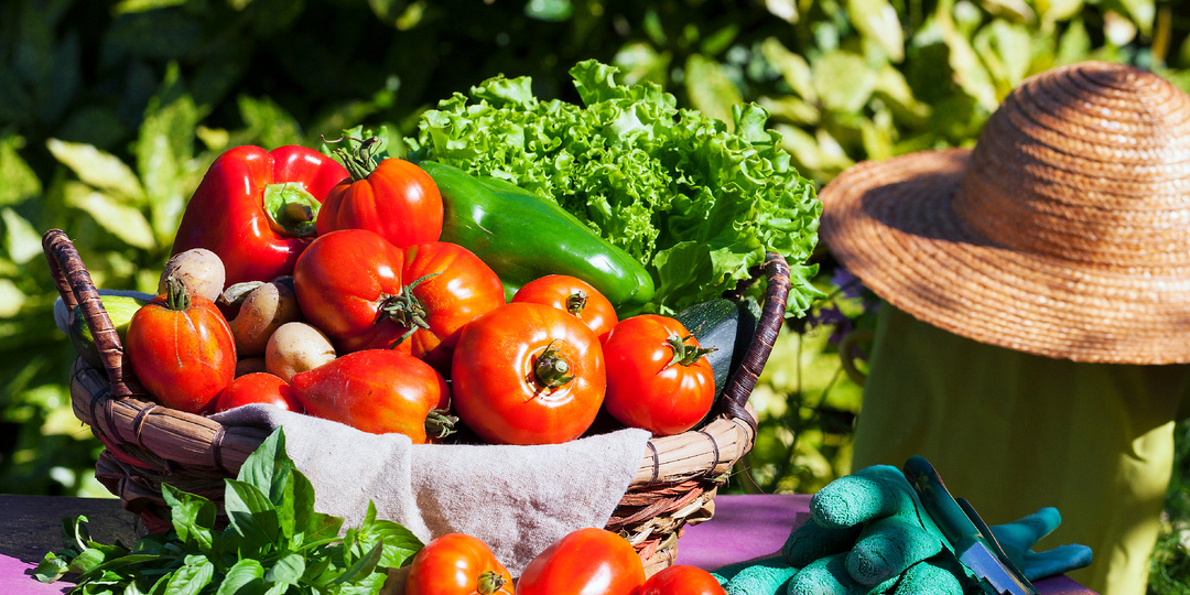 Спасаем урожай: какие овощи можно сохранить в морозильной камере