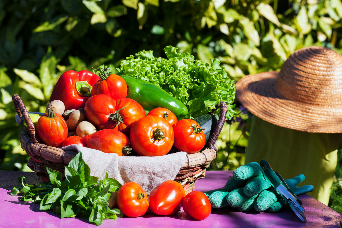<a href="https://ru.freepik.com/free-photo/vegetables-basket-sunlight_10585766.htm#fromView=search&page=1&position=0&uuid=2463a457-c1b8-4837-8aba-8865f738f595&query=%D0%BE%D0%B2%D0%BE%D1%89%D0%B8+%D0%B2+%D0%BE%D0%B3%D0%BE%D1%80%D0%BE%D0%B4%D0%B5">Изображение от vwalakte на Freepik</a>