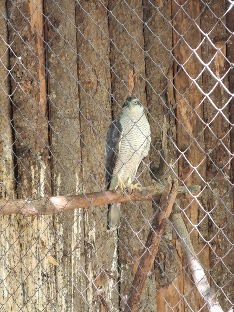 Ястреб-тетеревятник