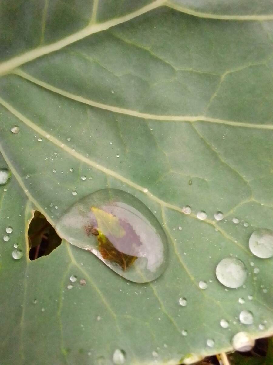 Капли росы на капусте