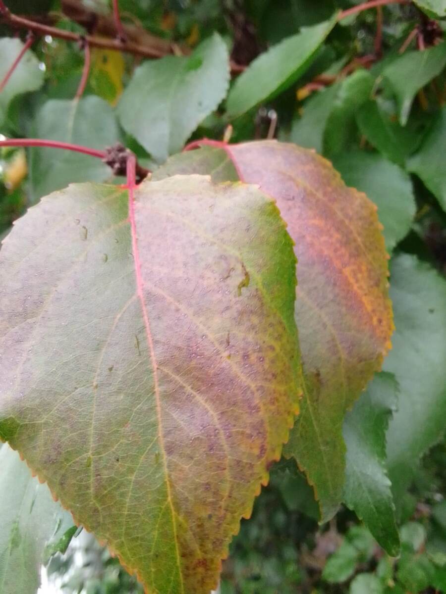 Осенние краснеющие листья