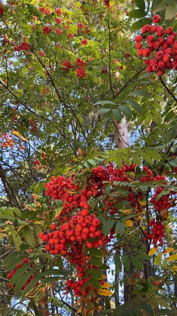 Подмосковная рябинка. Почему-то не сделала фото, а только видео. Поэтому здесь скрин.