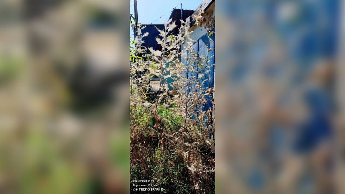    В Курской области ввели карантин из-за американской белой бабочки