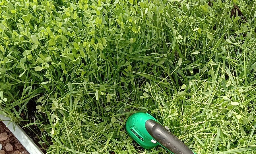 Осенью не копайте, а сейте, чтобы почва работала весной: 7 вопросов-ответов о сидератах