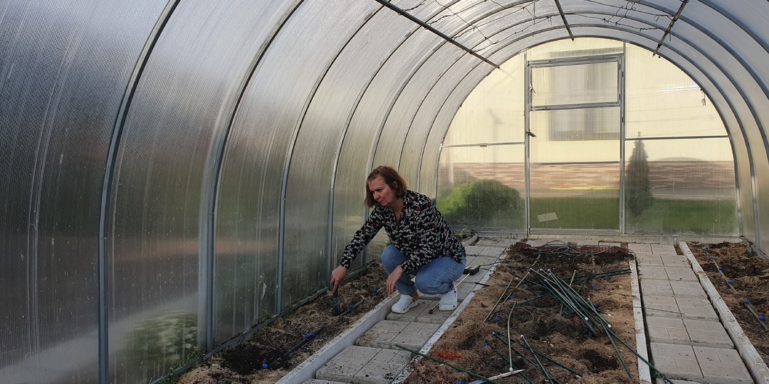 Как спасти будущий урожай от белокрылки: полное руководство по осеннему уходу за теплицей