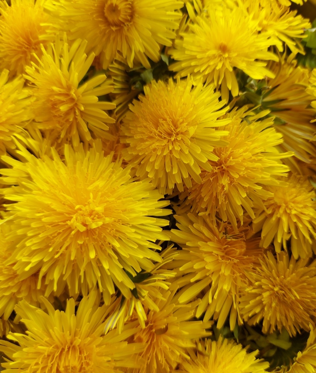 Букет из одуванчиков. Фото автора канала