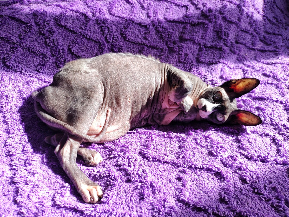 Наша инопланетянка Бэля, канадский сфинкс