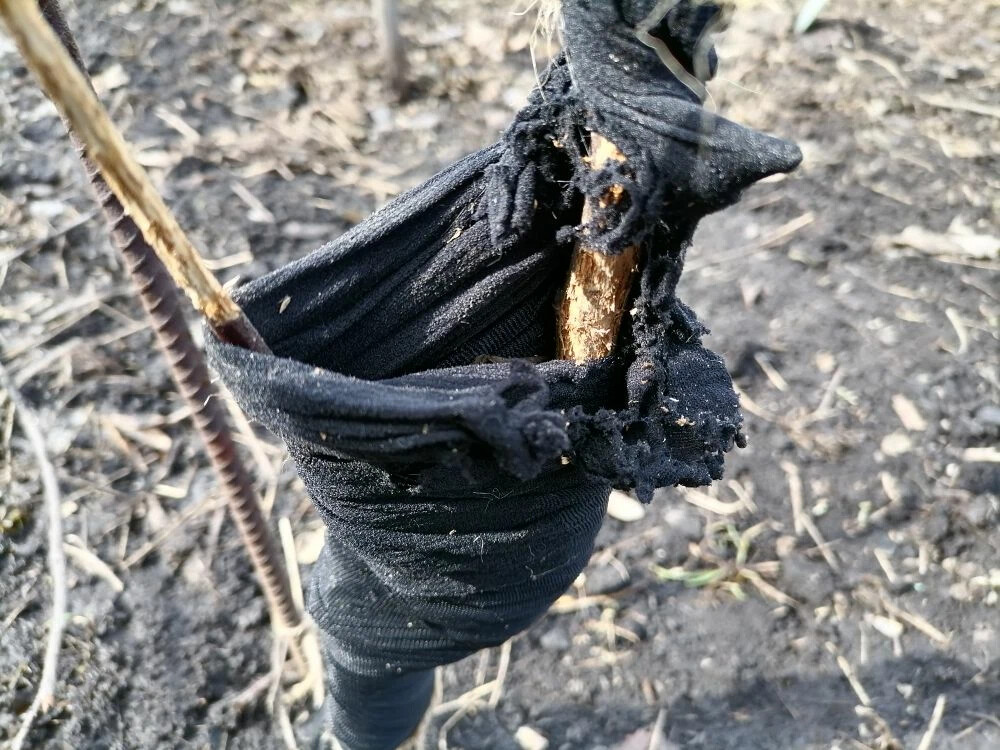 Колготки на яблоньке не сработали, жестоко погрызены, фото автора
