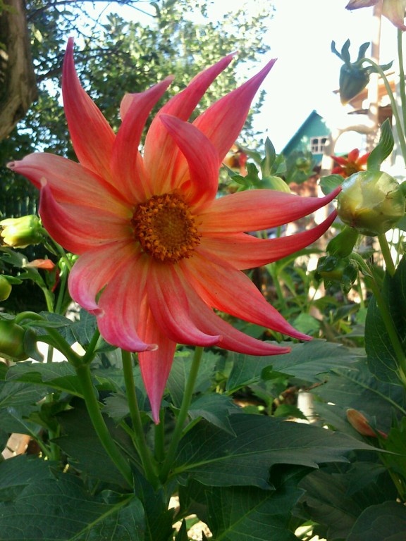 Однолетняя георгина. 