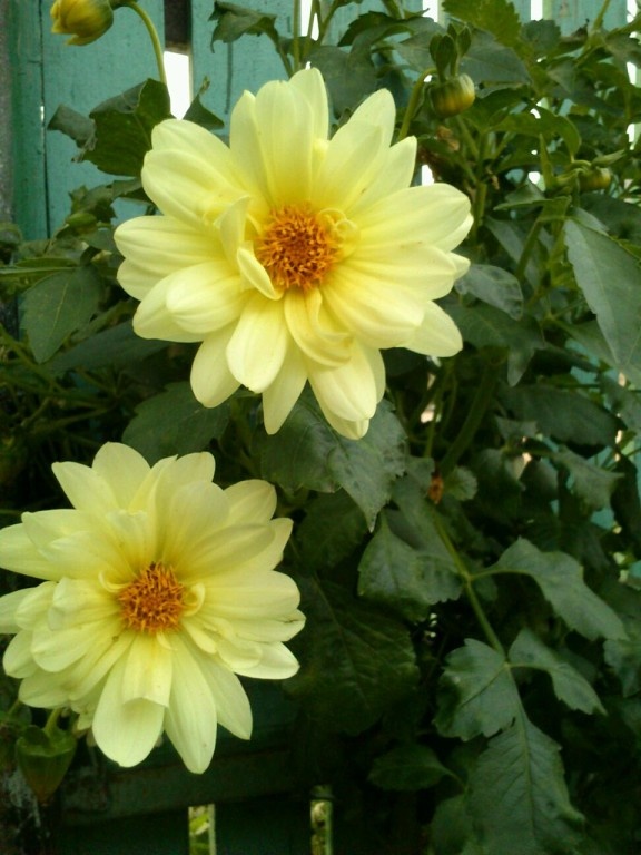 Сорт,, Веселые ребята. "