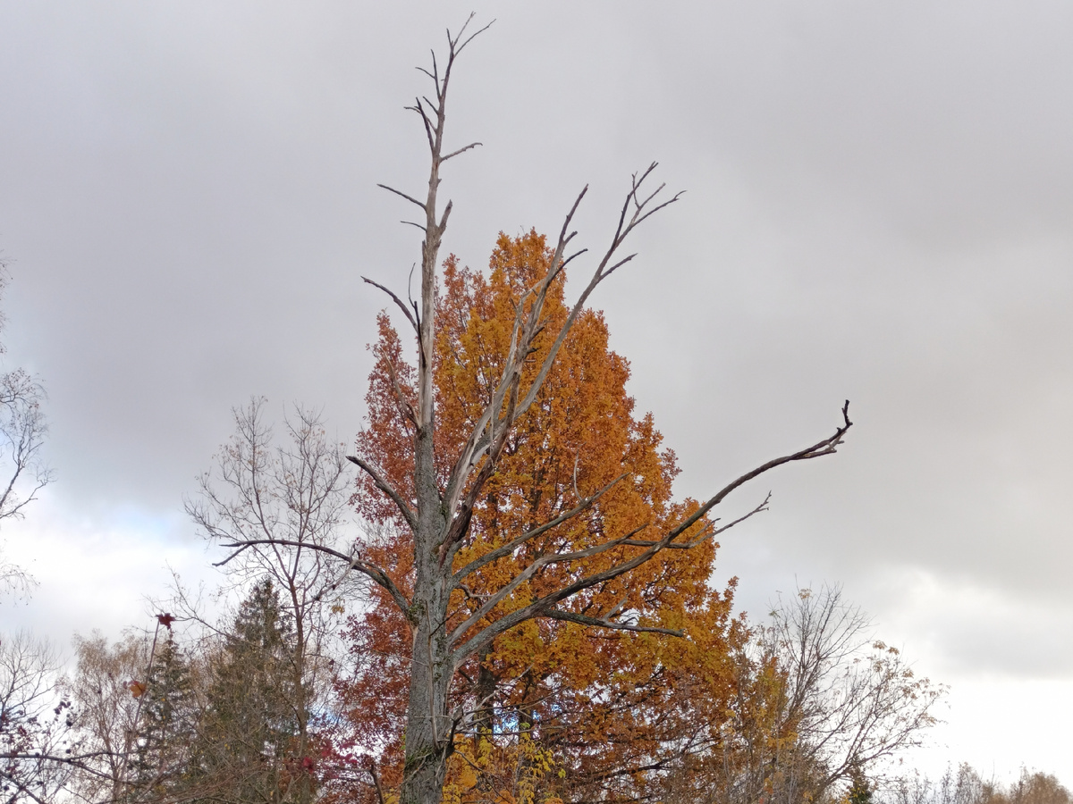 Фото автора: сухое дерево среди живых 