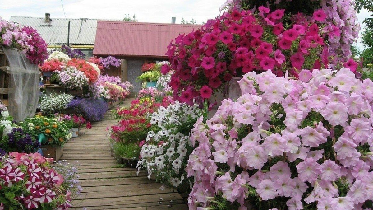 Топ - 10 многолетников, которые нужно посадить осенью, в саду