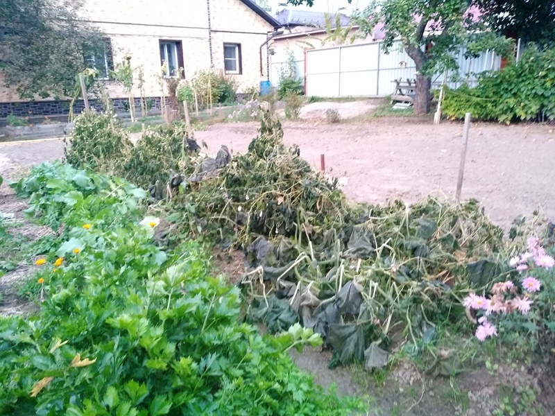 Кусты фасоли после заморозков в октябре