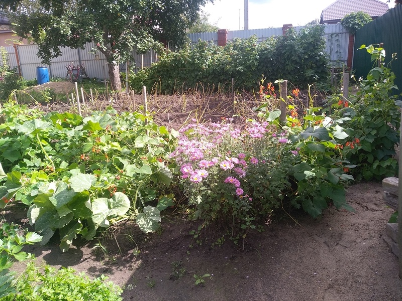 Кусты фасоли в августе. Цветёт красными цветками