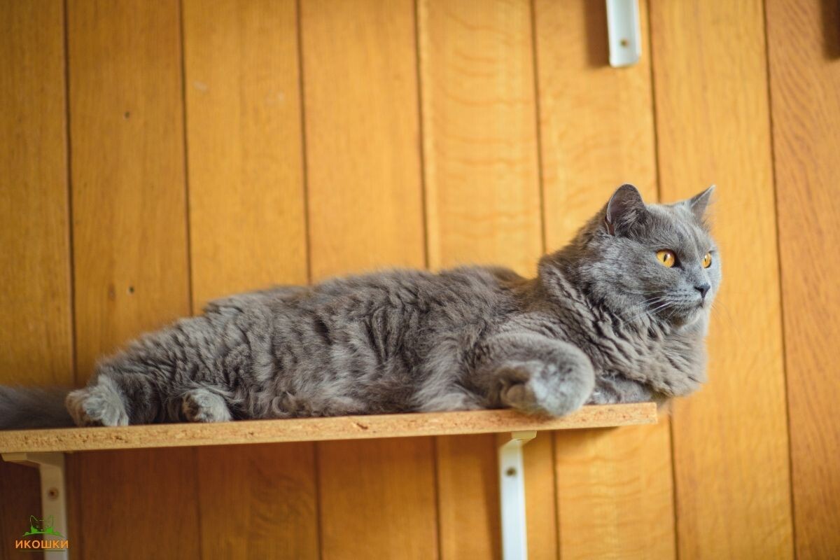 Кот лежит на полке 