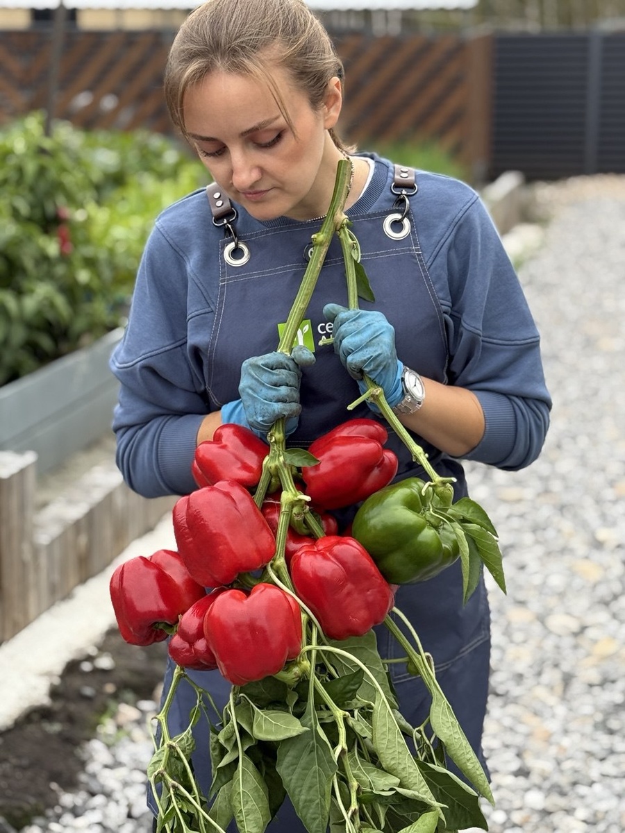 Сладкий перец Сибирский гигант