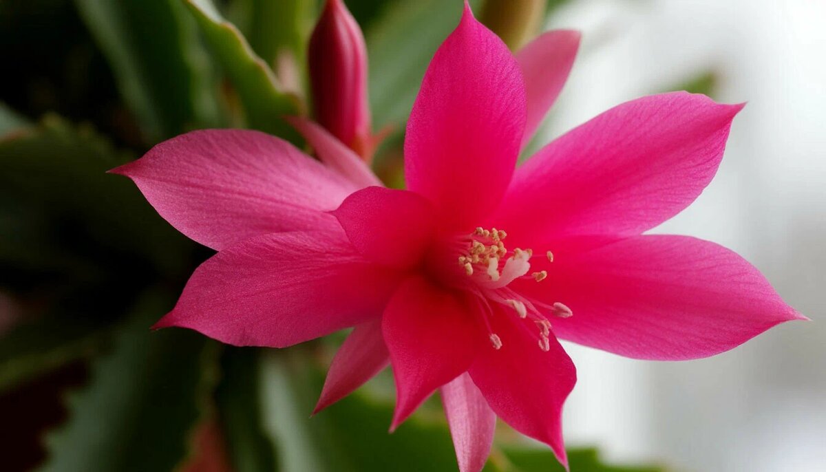    Мой черенок декабриста стал активно пушится во все стороны. Делюсь, как ухаживаю