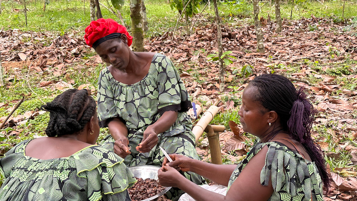 Кот-д’Ивуар — лидер среди производителей качественного, ароматного какао