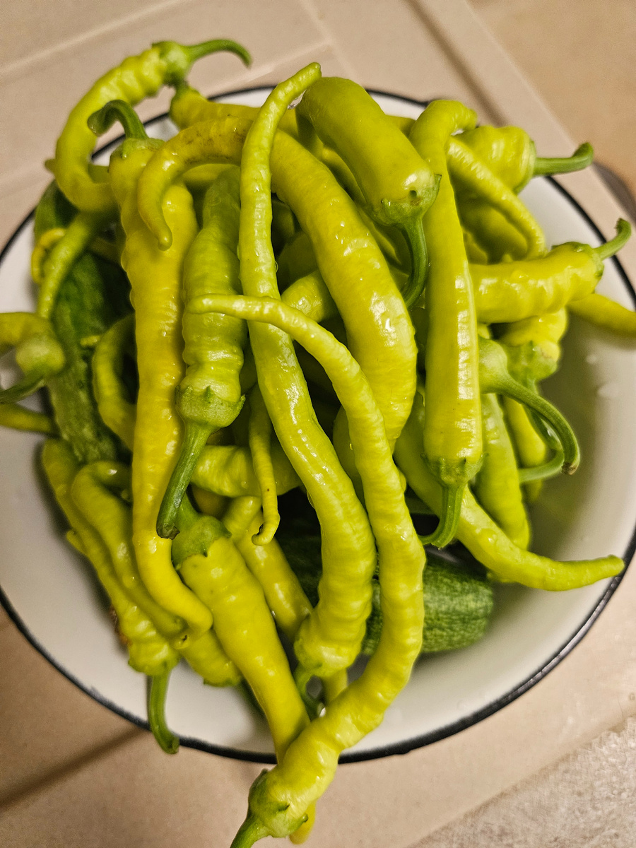 Перец "Чорбаджийска чушка"