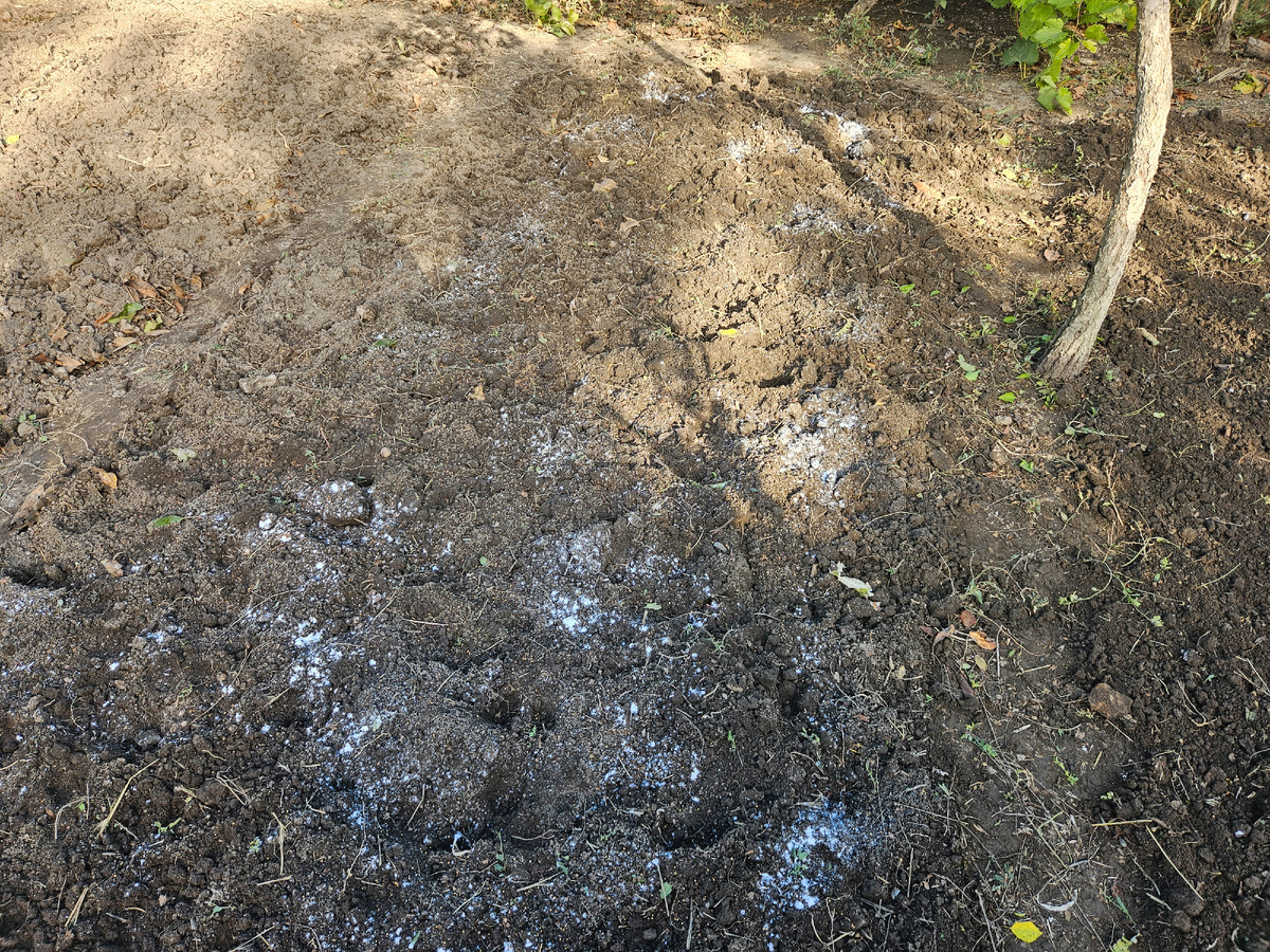 Вот так выглядела грядка с боверией