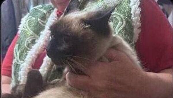    © telegram ukr_2025_ru