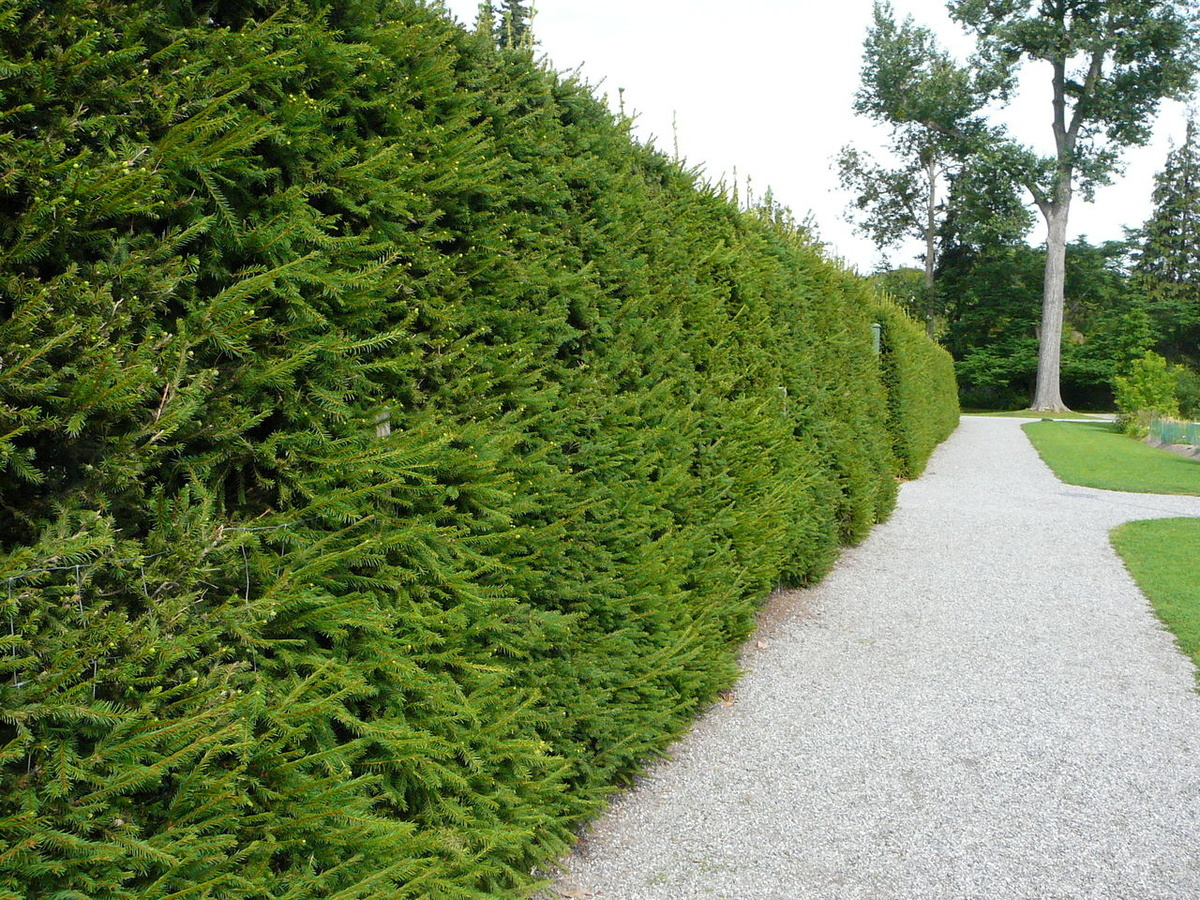 Ель обыкновенная (лат. Picea abies). Живая изгородь