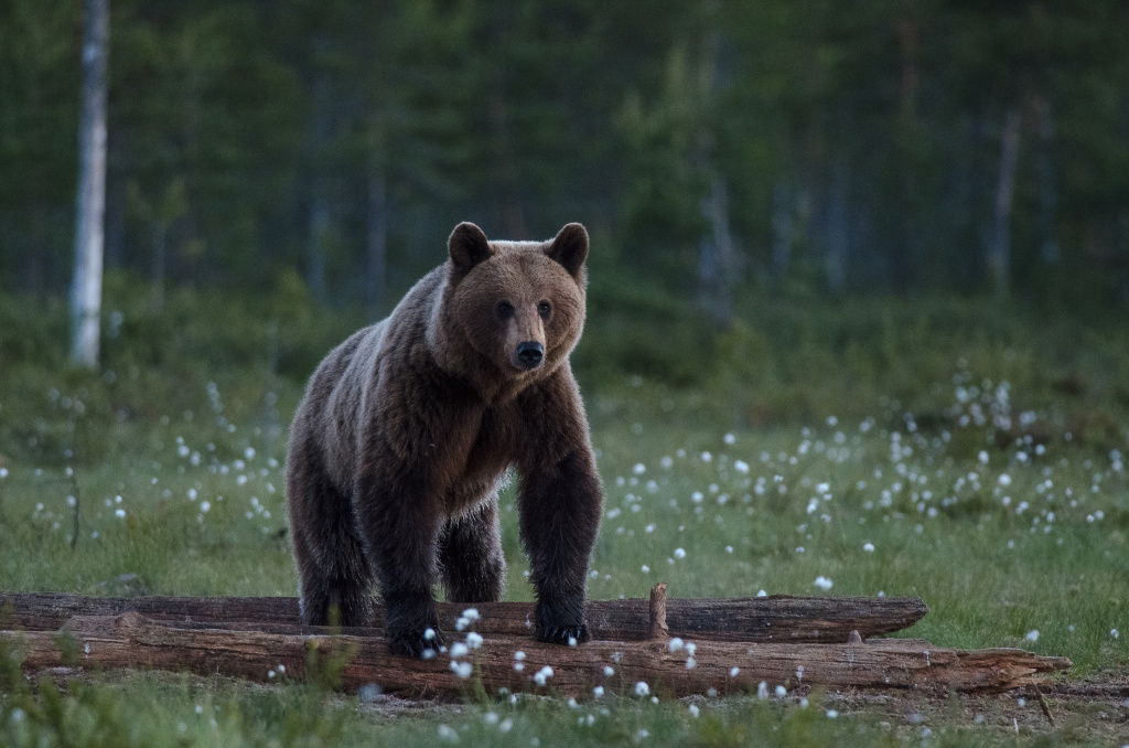 Какая красота природы и ее жителей! фото: предоставлены Михаилом Егоровым