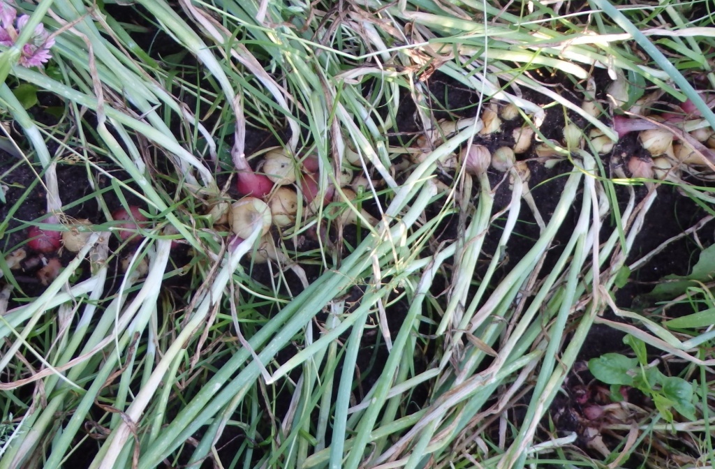  Чеснок однозубка, выросший из бульбочек
