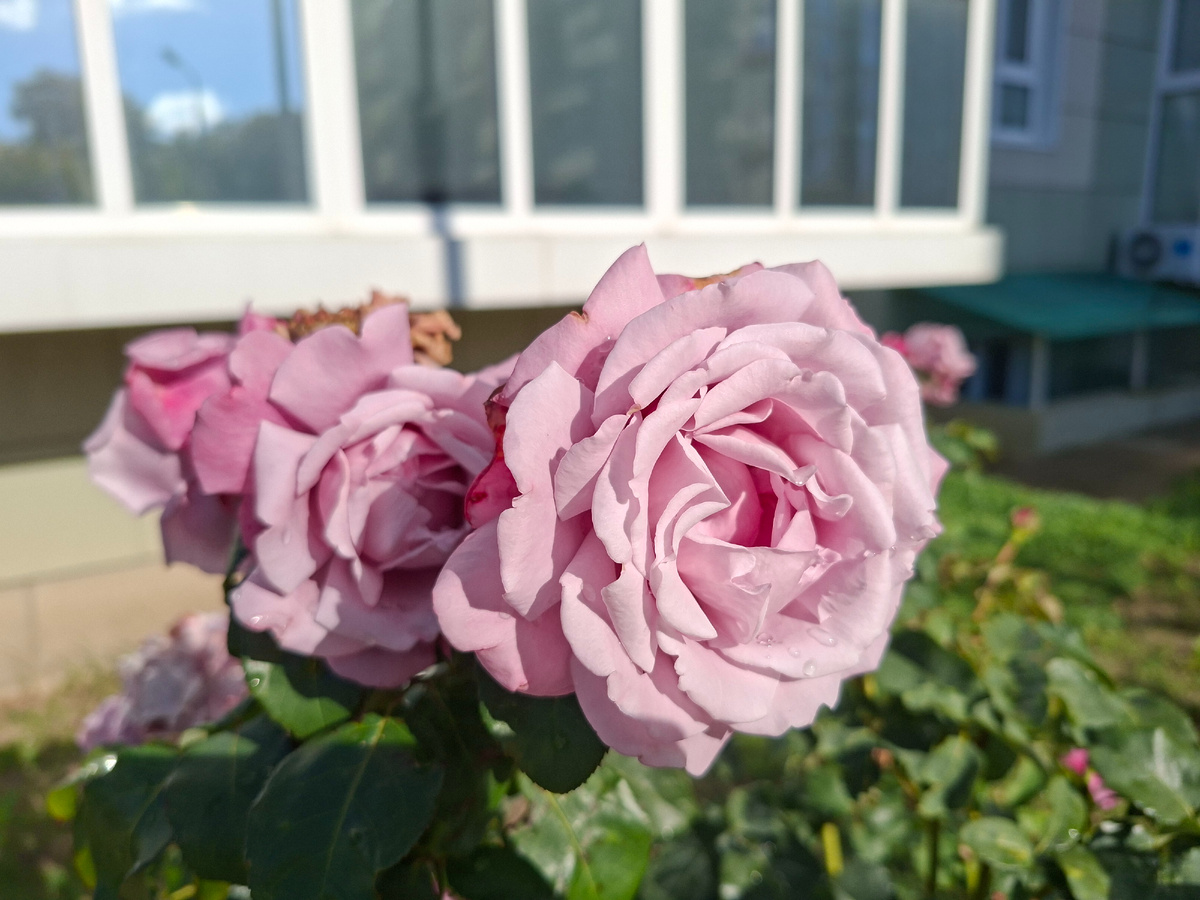 Сегодня поток моих мыслей будет разбавлен нашими осенними цветами