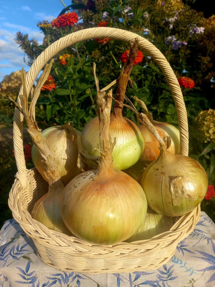 Буффало