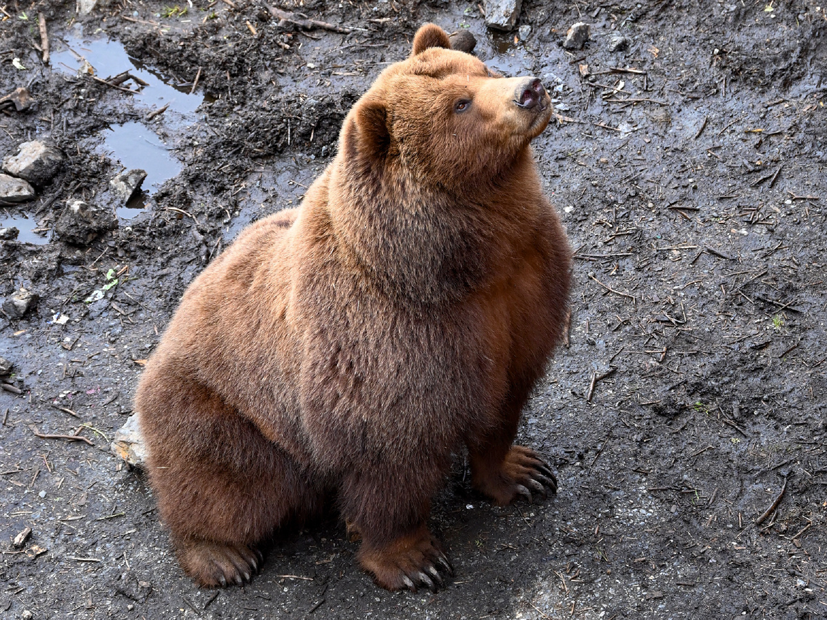 40-60 кг против 200-400 кг — как первоклассник против борца сумо! Фотография: Larry Lamsa, CC BY 2.0