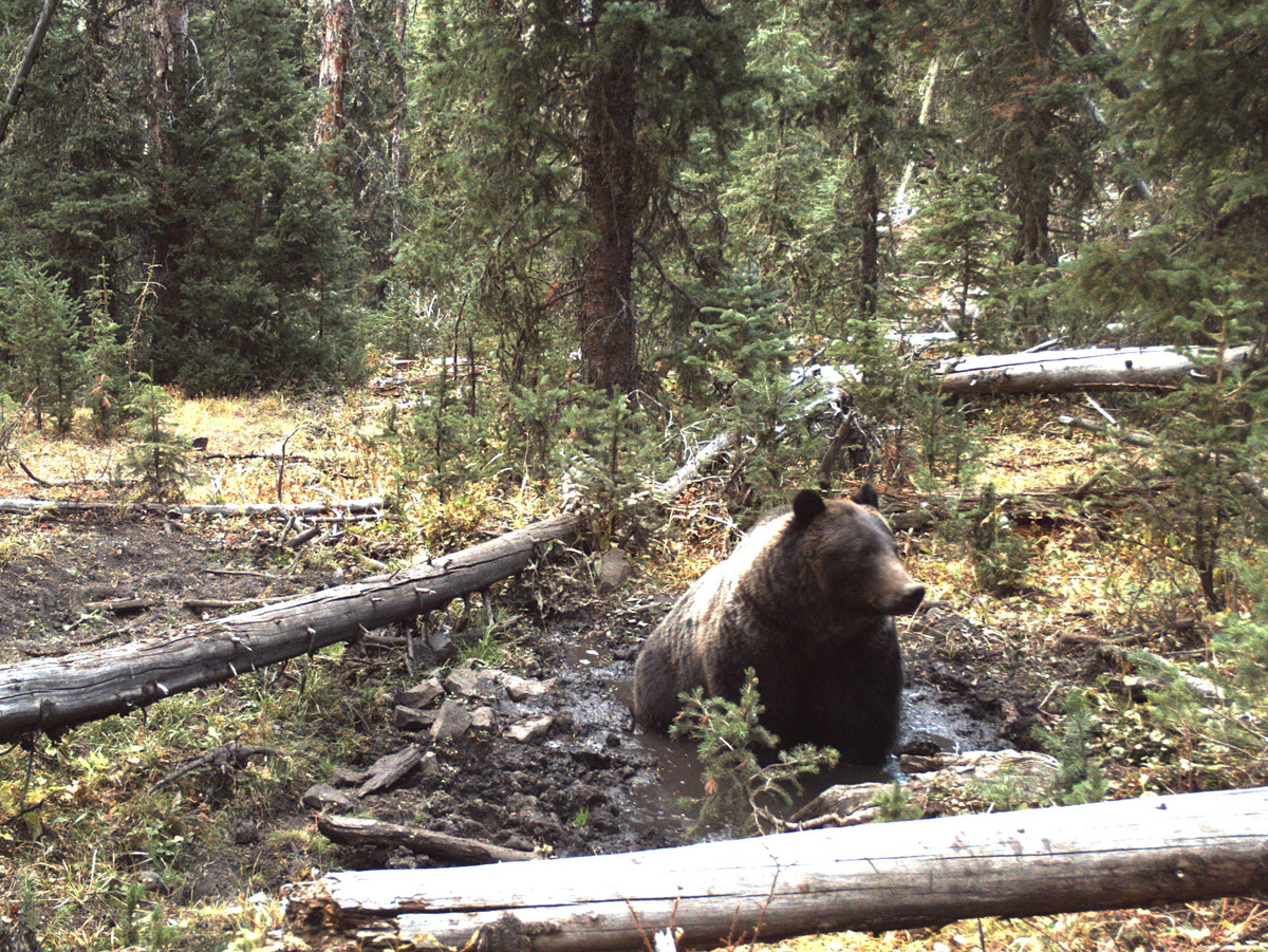 Никто и никогда не наступал медведю на ухо! Косолапый слышит в диапазоне до 20 кГц (почти как собака) и за много сотен метров. Услышать писк полёвки под слоем снега и жужжание телефона в режиме «вибро» — для медведя не проблема.