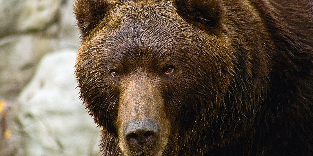 Что делать при встрече с медведем в лесу, если вы — хрупкая женщина
