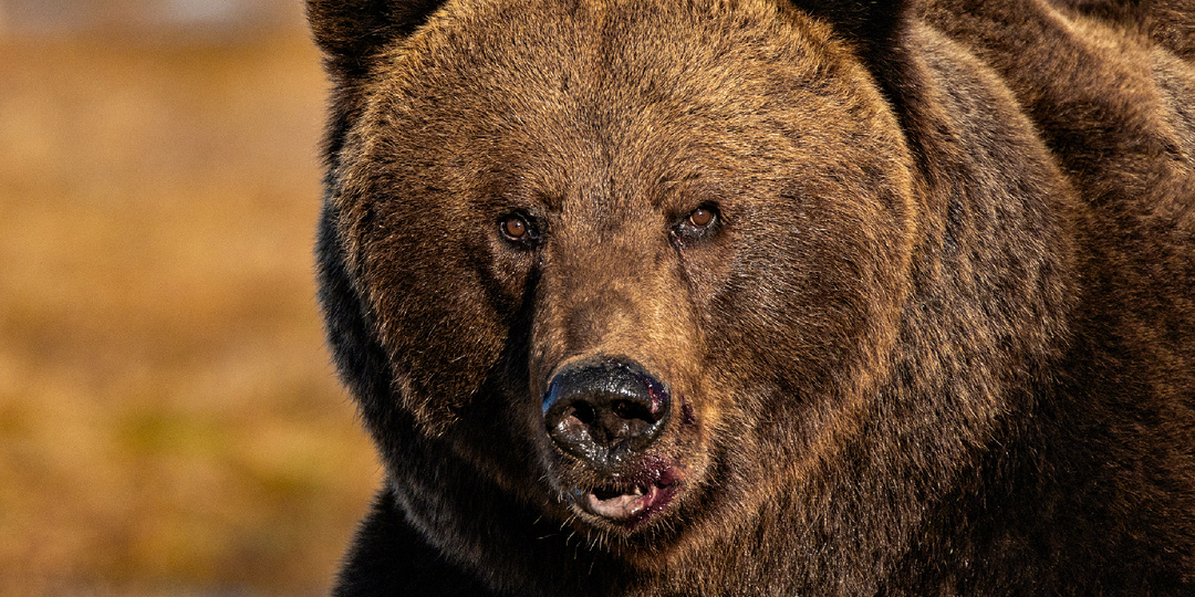 Что делать при встрече с медведем в лесу, если вы — хрупкая женщина