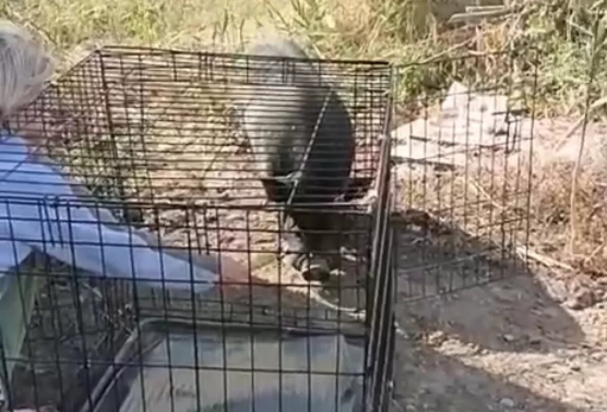    Под Волгоградом спасли брошенного хозяином на произвол минипига – видео