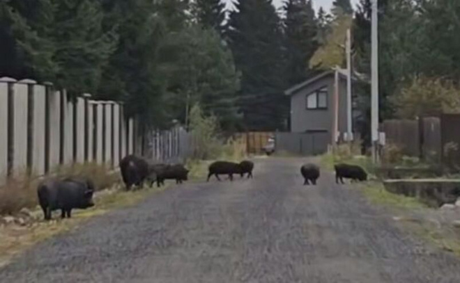    © Мегаполис | ДТП и ЧП | Санкт-Петербург | Питер