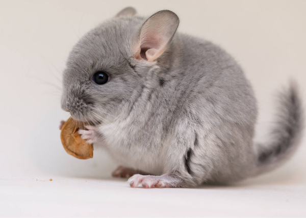 Думаете, я просто пушистый хомяк? Вы даже не представляете, сколько секретов я храню...