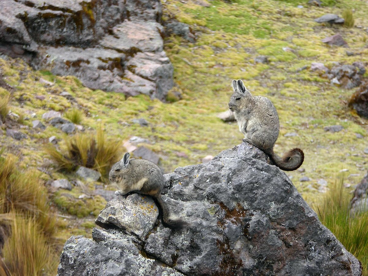 Родом из суровых Анд, я храню в сердце дух свободы и независимости