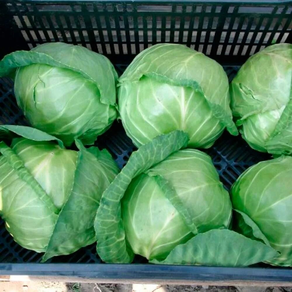 Вот такие примерно красивые капустины становятся. 