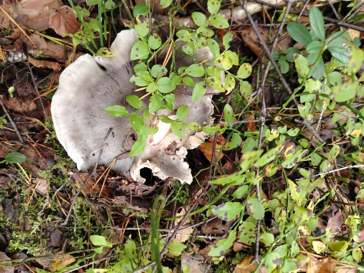 Фото автора. Рядовка. Жаль, что переросшие все были. Маринованные очень вкусные.